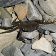 CRAB_VRN